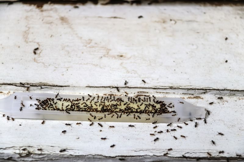 Ant Control Service in Mckinney, TX