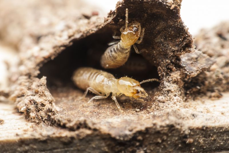 Commercial Termite Removal
