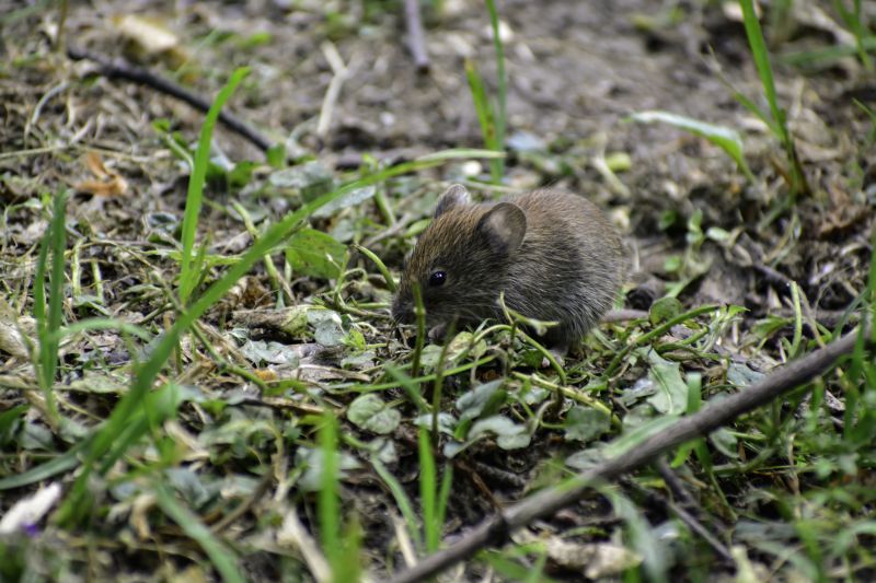 Cost of Vole Extermination — Cost of Vole Extermination