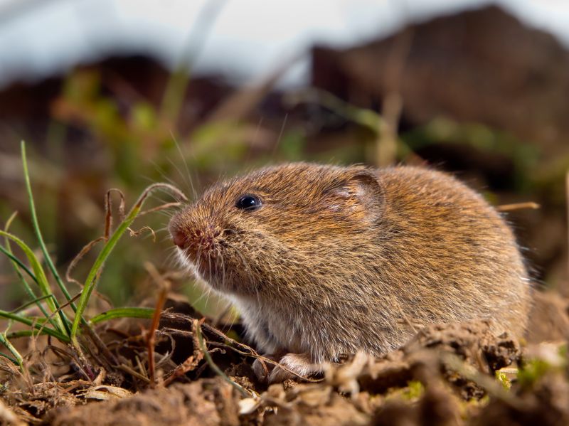 Cost of Vole Extermination — Cost of Vole Extermination