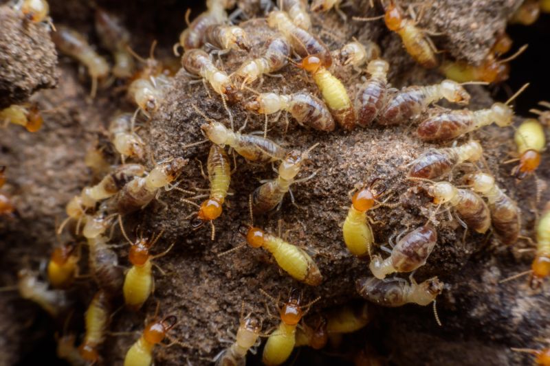 Termite Tunnels