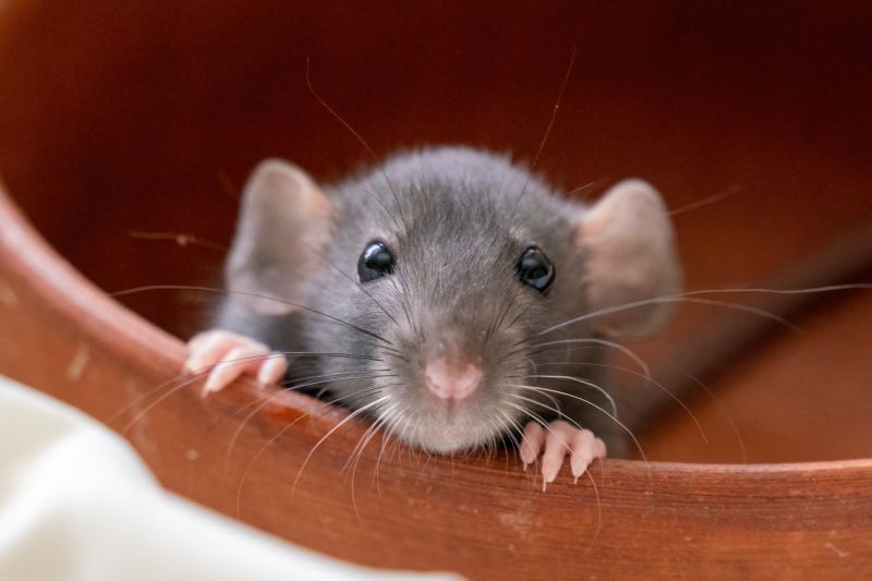 How Rodents Damage Homes
