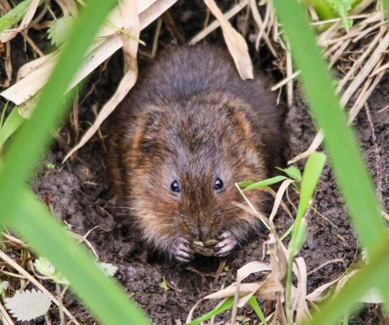 Products For Vole Exterminations in use
