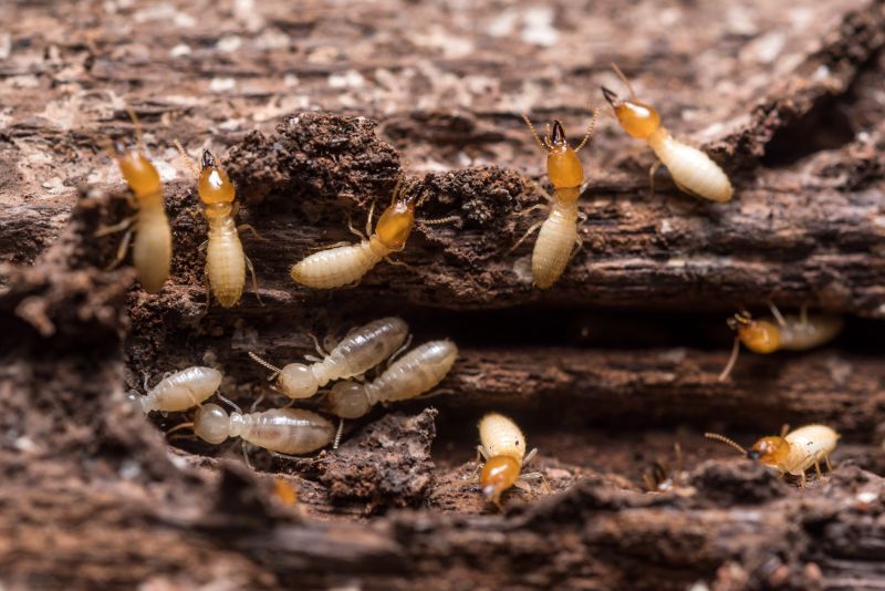 Termite Infestation Service in Katy, TX