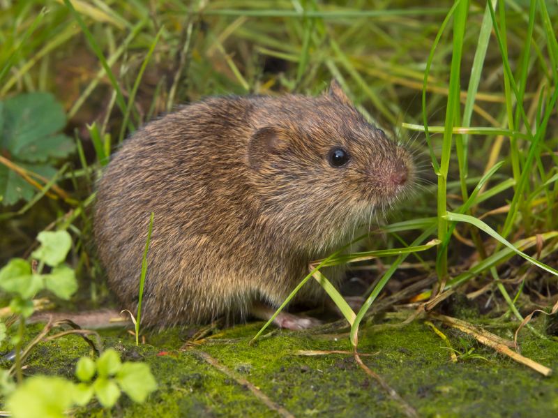 Vole Extermination