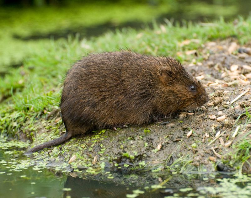 Vole Extermination