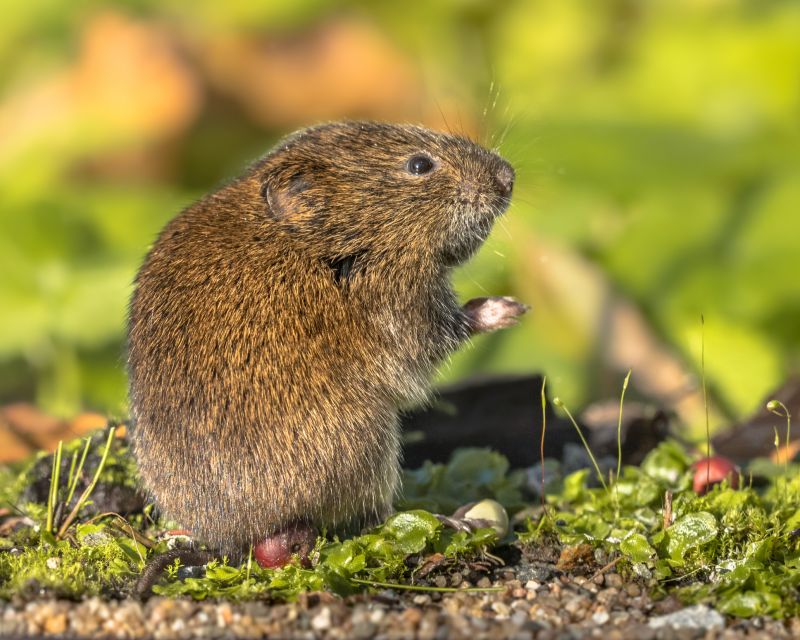 Vole Extermination
