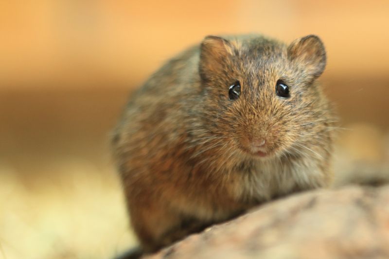Vole Extermination
